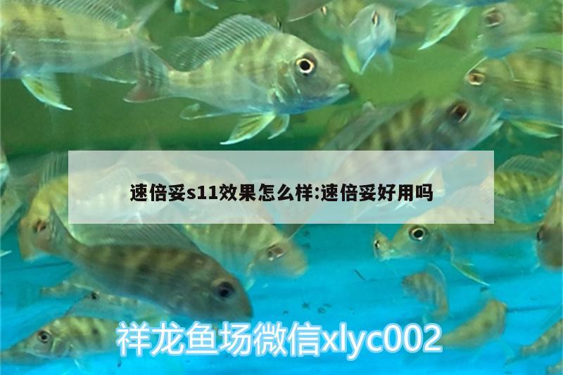 速倍妥s11效果怎么樣:速倍妥好用嗎