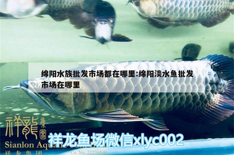 綿陽(yáng)水族批發(fā)市場(chǎng)都在哪里:綿陽(yáng)淡水魚(yú)批發(fā)市場(chǎng)在哪里 觀賞魚(yú)水族批發(fā)市場(chǎng)