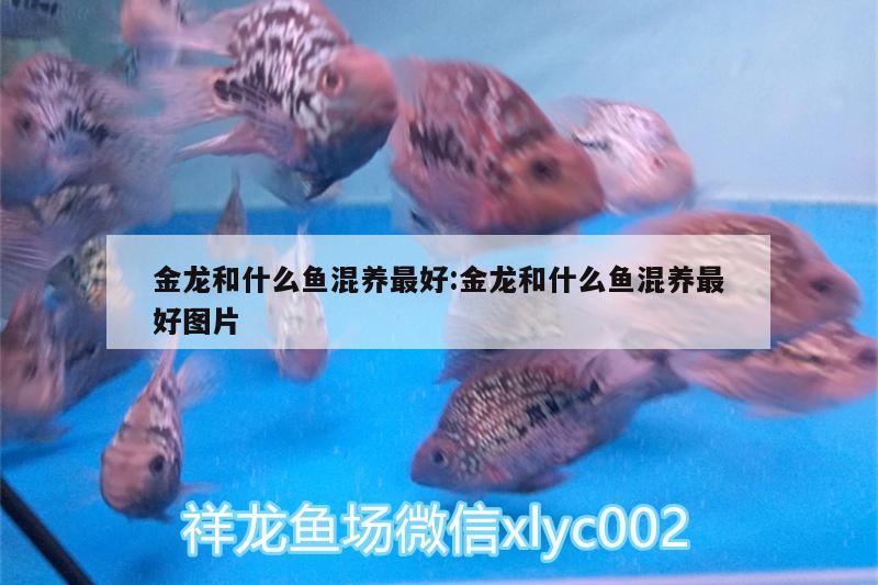 金龍和什么魚混養(yǎng)最好:金龍和什么魚混養(yǎng)最好圖片 藍底過背金龍魚