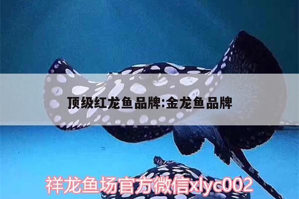 頂級紅龍魚品牌:金龍魚品牌