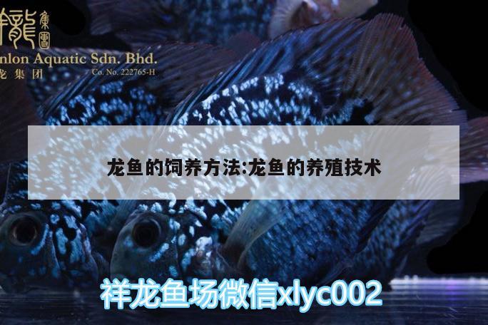 龍魚的飼養(yǎng)方法:龍魚的養(yǎng)殖技術(shù) 朱巴利魚