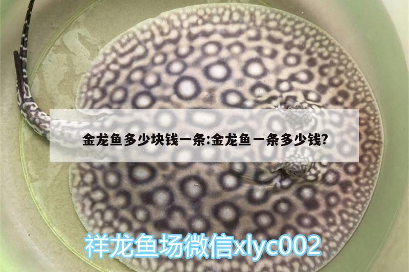 金龍魚多少塊錢一條:金龍魚一條多少錢?