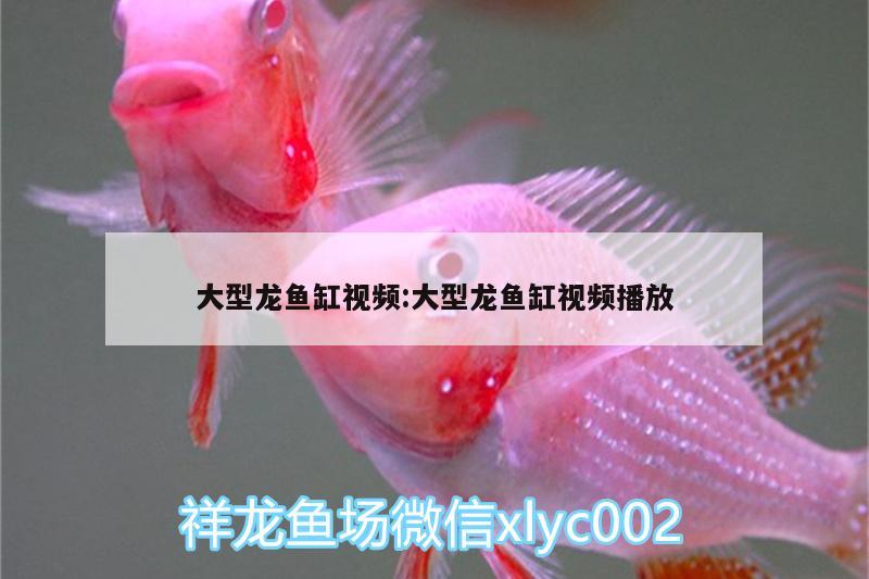 大型龍魚缸視頻:大型龍魚缸視頻播放