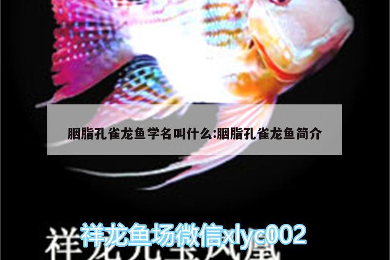 胭脂孔雀龍魚學名叫什么:胭脂孔雀龍魚簡介 胭脂孔雀龍魚