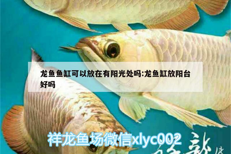 龍魚魚缸可以放在有陽光處嗎:龍魚缸放陽臺(tái)好嗎 定時(shí)器/自控系統(tǒng)