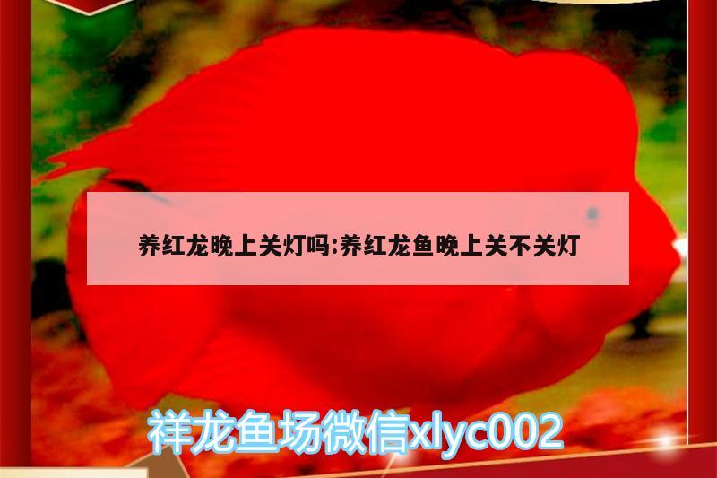 養(yǎng)紅龍晚上關(guān)燈嗎:養(yǎng)紅龍魚晚上關(guān)不關(guān)燈 泰國(guó)虎魚