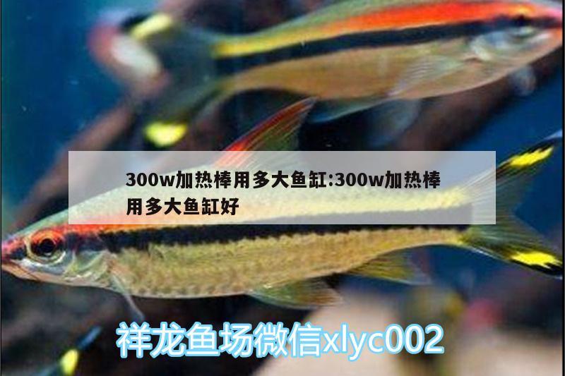 300w加熱棒用多大魚缸:300w加熱棒用多大魚缸好 蘇虎