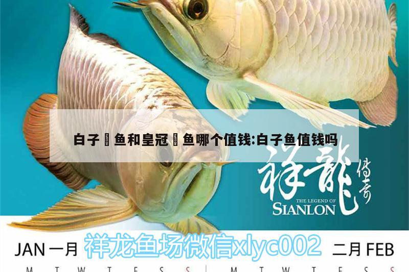 白子魟魚和皇冠魟魚哪個值錢:白子魚值錢嗎