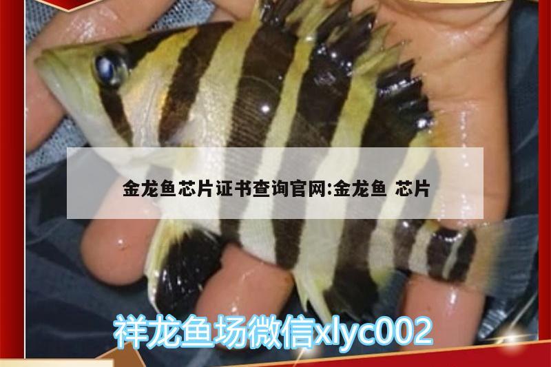 金龍魚芯片證書查詢官網(wǎng):金龍魚芯片