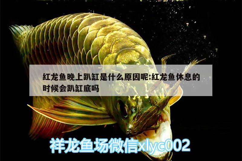 紅龍魚晚上趴缸是什么原因呢:紅龍魚休息的時候會趴缸底嗎 海象魚