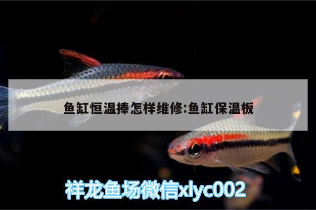 魚缸恒溫捧怎樣維修:魚缸保溫板 白條過背金龍魚