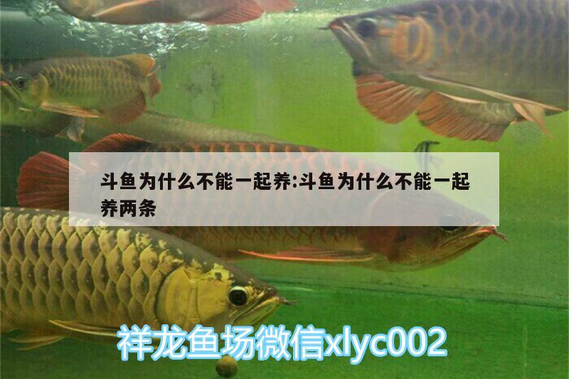 斗魚為什么不能一起養(yǎng):斗魚為什么不能一起養(yǎng)兩條