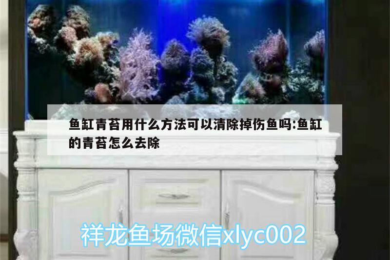 魚缸青苔用什么方法可以清除掉傷魚嗎:魚缸的青苔怎么去除 暹羅巨鯉