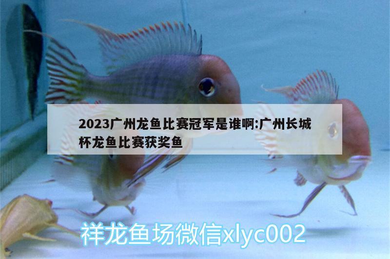 2023廣州龍魚比賽冠軍是誰啊:廣州長城杯龍魚比賽獲獎魚 2024第28屆中國國際寵物水族展覽會CIPS（長城寵物展2024 CIPS）