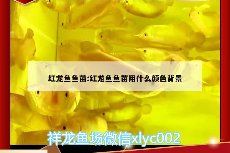 紅龍魚魚苗:紅龍魚魚苗用什么顏色背景 印尼三紋虎