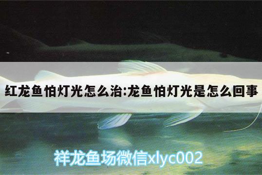 紅龍魚怕燈光怎么治:龍魚怕燈光是怎么回事