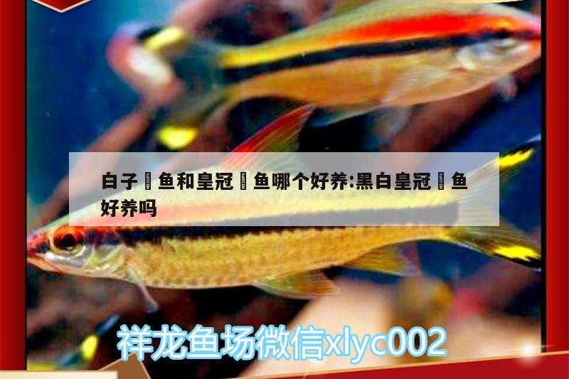 白子魟魚和皇冠魟魚哪個好養(yǎng):黑白皇冠魟魚好養(yǎng)嗎 白子銀龍魚苗