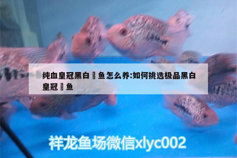 純血皇冠黑白魟魚怎么養(yǎng):如何挑選極品黑白皇冠魟魚