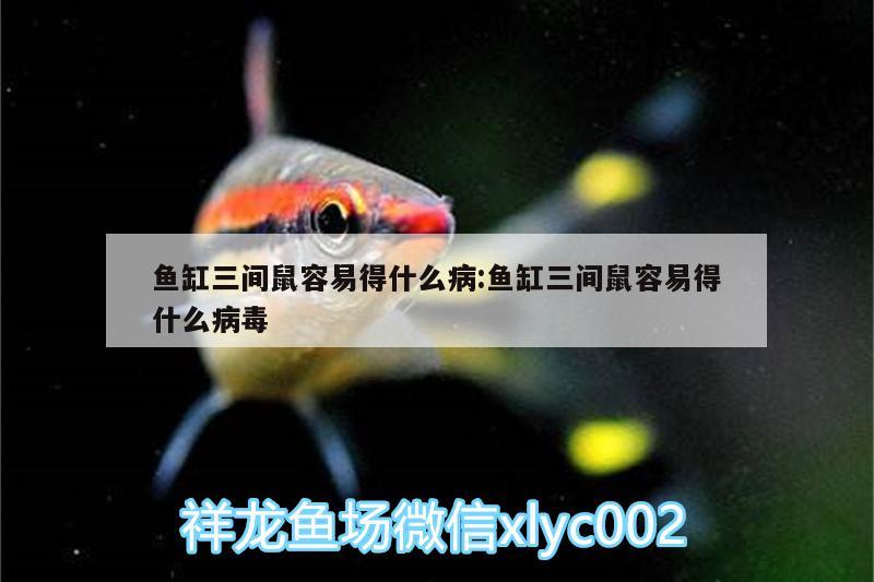 魚缸三間鼠容易得什么病:魚缸三間鼠容易得什么病毒 七彩神仙魚