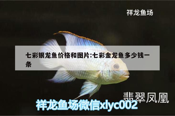 七彩銀龍魚價(jià)格和圖片:七彩金龍魚多少錢一條