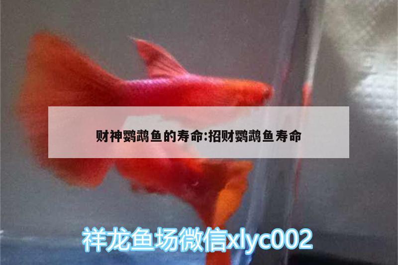 財(cái)神鸚鵡魚(yú)的壽命:招財(cái)鸚鵡魚(yú)壽命 鸚鵡魚(yú) 第2張