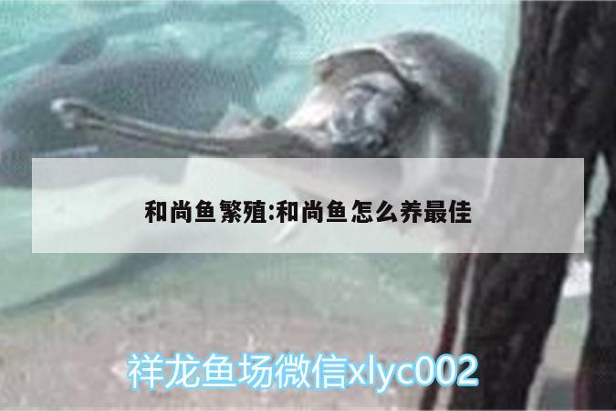 和尚魚繁殖:和尚魚怎么養(yǎng)最佳 和尚魚