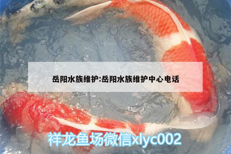 岳陽水族維護(hù):岳陽水族維護(hù)中心電話 申古銀版魚