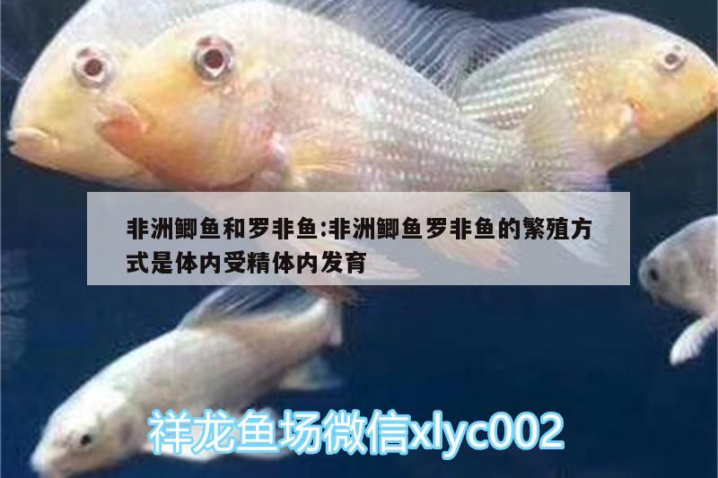 非洲鯽魚和羅非魚:非洲鯽魚羅非魚的繁殖方式是體內(nèi)受精體內(nèi)發(fā)育