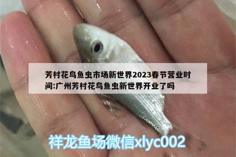 芳村花鳥魚蟲市場新世界2023春節(jié)營業(yè)時間:廣州芳村花鳥魚蟲新世界開業(yè)了嗎 魚缸百科 第1張