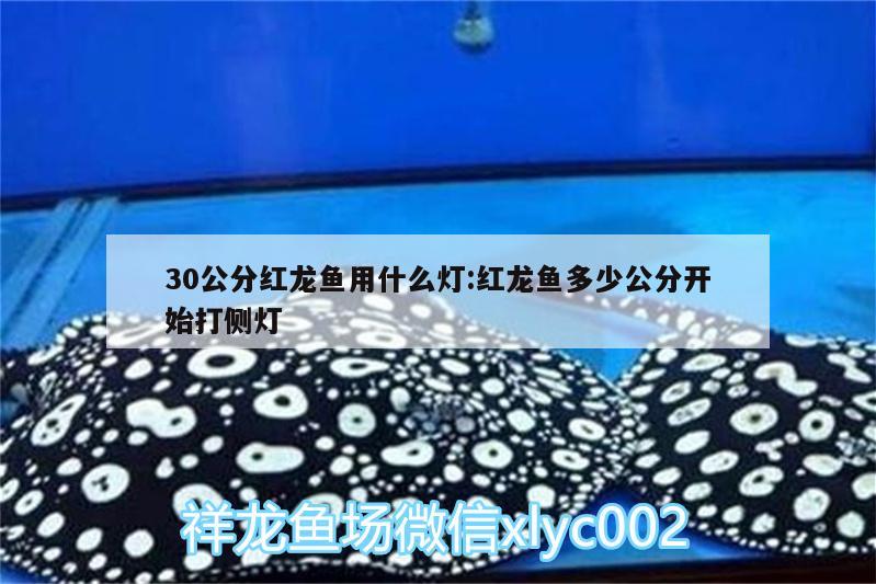 30公分紅龍魚用什么燈:紅龍魚多少公分開(kāi)始打側(cè)燈 野彩魚