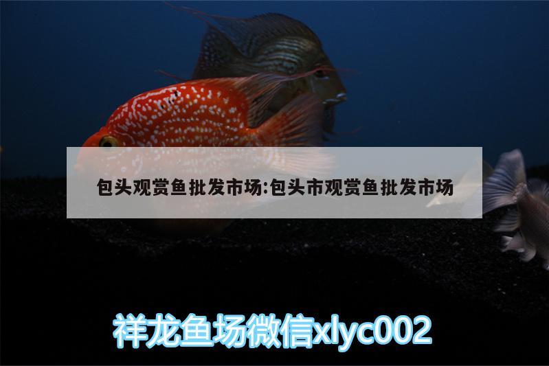 包頭觀賞魚(yú)批發(fā)市場(chǎng):包頭市觀賞魚(yú)批發(fā)市場(chǎng)