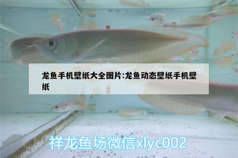 龍魚手機(jī)壁紙大全圖片:龍魚動態(tài)壁紙手機(jī)壁紙