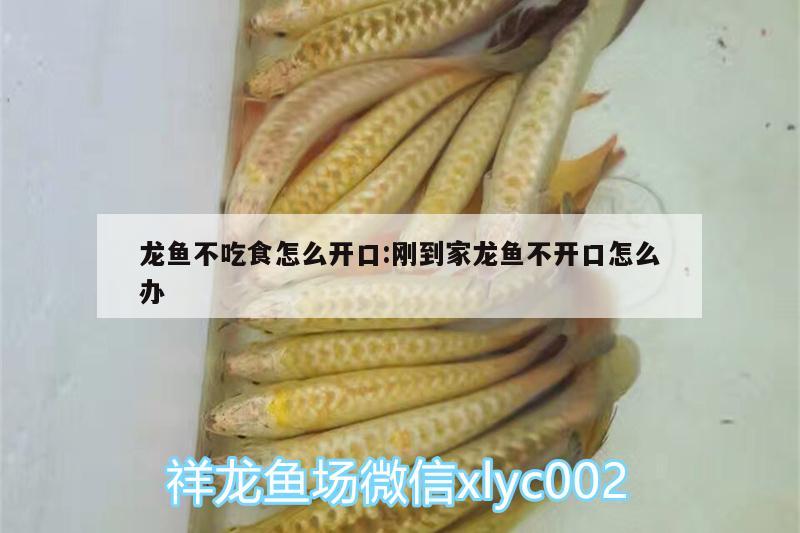 龍魚不吃食怎么開口:剛到家龍魚不開口怎么辦