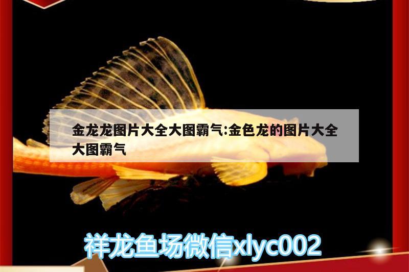 金龍龍圖片大全大圖霸氣:金色龍的圖片大全大圖霸氣 申古銀版魚 第1張