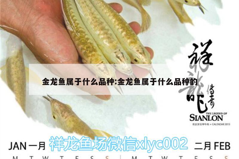 金龍魚屬于什么品種:金龍魚屬于什么品種的 觀賞魚批發(fā)