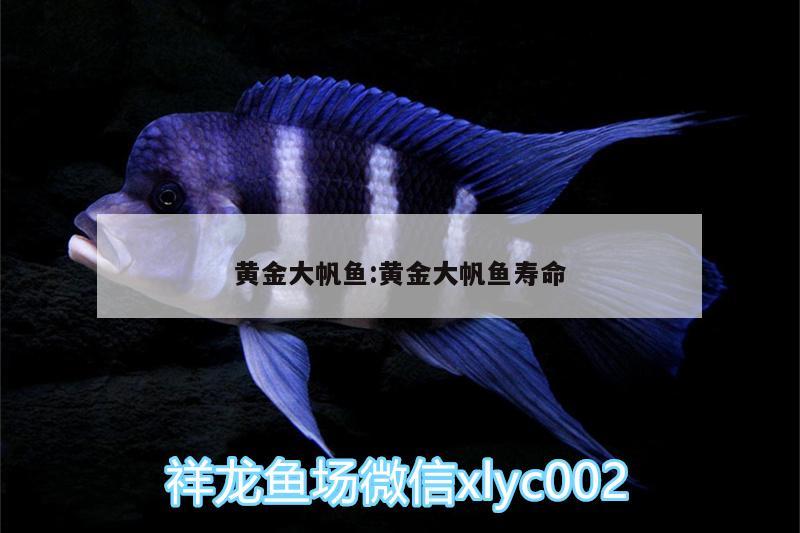 黃金大帆魚:黃金大帆魚壽命 藍(lán)底過(guò)背金龍魚