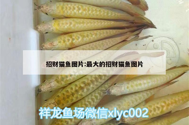 招財(cái)貓魚圖片:最大的招財(cái)貓魚圖片