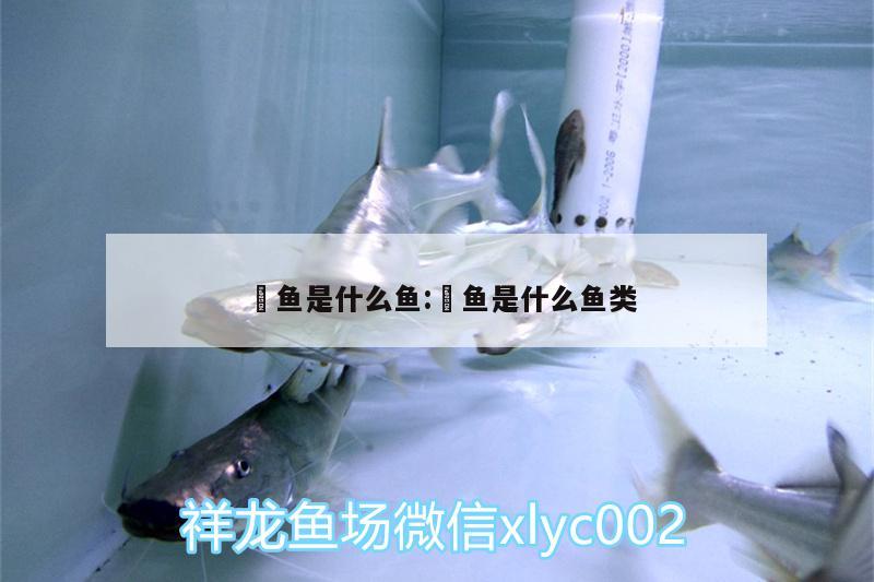 魟魚是什么魚:魟魚是什么魚類 喂食器