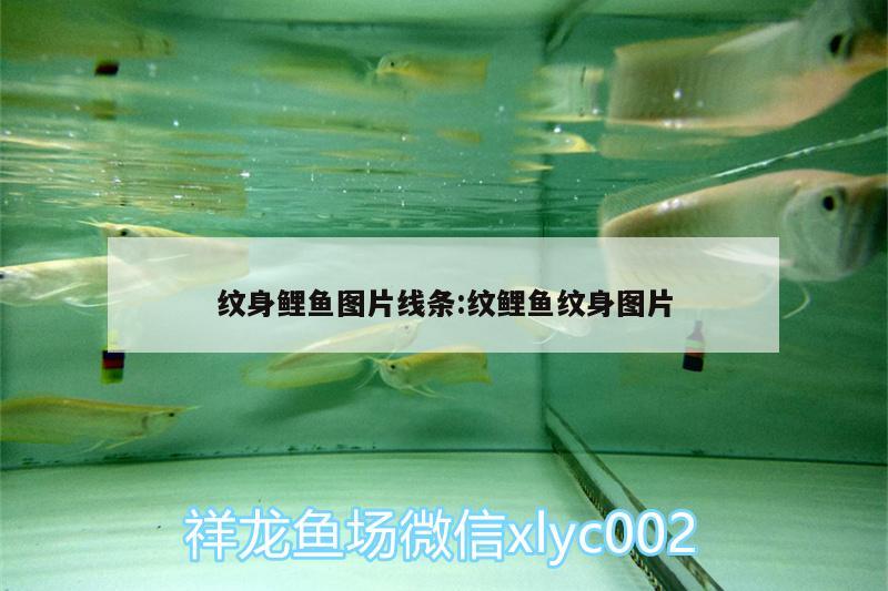 紋身鯉魚圖片線條:紋鯉魚紋身圖片