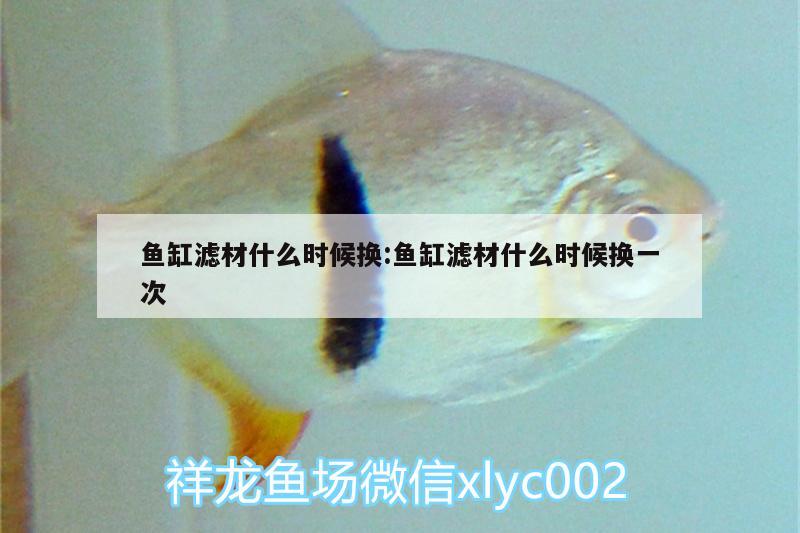 魚缸濾材什么時候換:魚缸濾材什么時候換一次 肥料