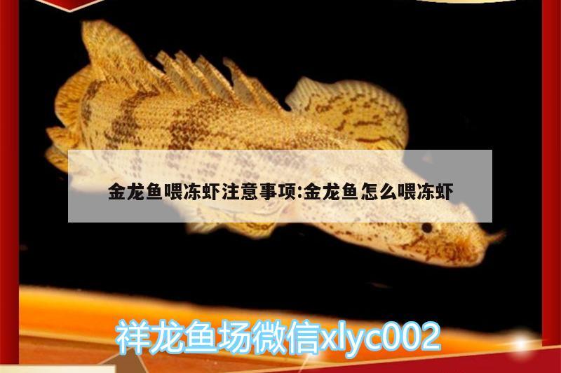 金龍魚喂凍蝦注意事項(xiàng):金龍魚怎么喂凍蝦