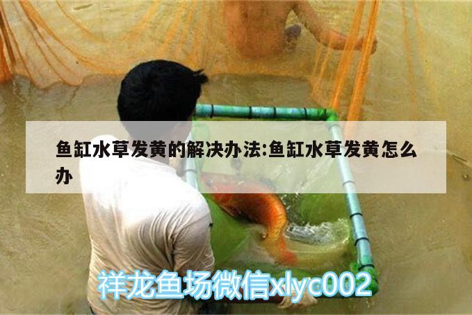 魚缸水草發(fā)黃的解決辦法:魚缸水草發(fā)黃怎么辦