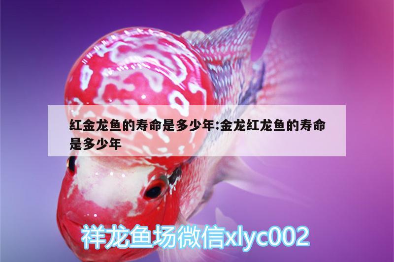 紅金龍魚的壽命是多少年:金龍紅龍魚的壽命是多少年 金三間魚