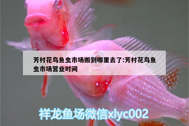 芳村花鳥魚蟲市場搬到哪里去了:芳村花鳥魚蟲市場營業(yè)時(shí)間 銀龍魚苗