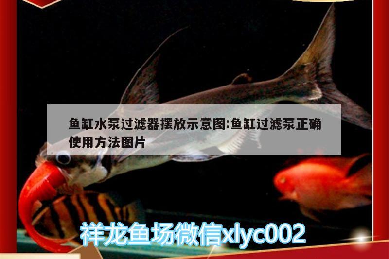 魚缸水泵過濾器擺放示意圖:魚缸過濾泵正確使用方法圖片 魚缸水泵