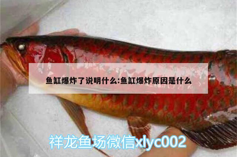 魚缸爆炸了說明什么:魚缸爆炸原因是什么