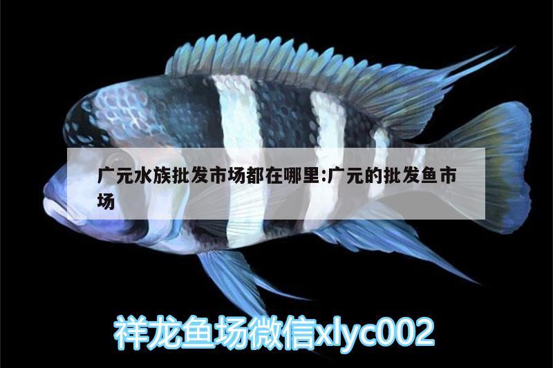 廣元水族批發(fā)市場都在哪里:廣元的批發(fā)魚市場 觀賞魚水族批發(fā)市場