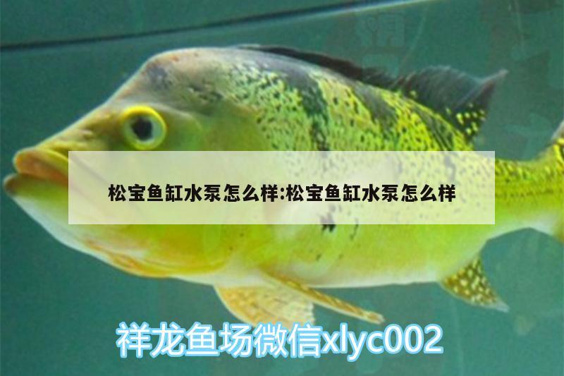 松寶魚缸水泵怎么樣:松寶魚缸水泵怎么樣