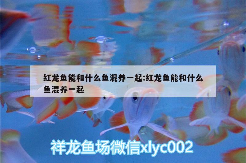 紅龍魚能和什么魚混養(yǎng)一起:紅龍魚能和什么魚混養(yǎng)一起 魚糧魚藥