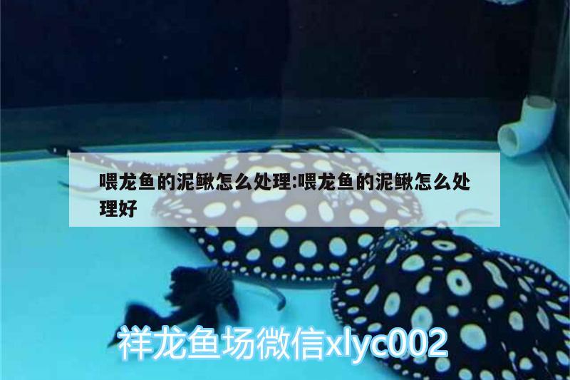 喂龍魚的泥鰍怎么處理:喂龍魚的泥鰍怎么處理好 印尼虎苗